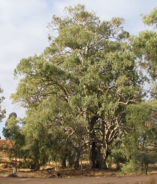 Tree in 2008