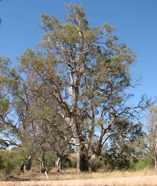Tree in 2014