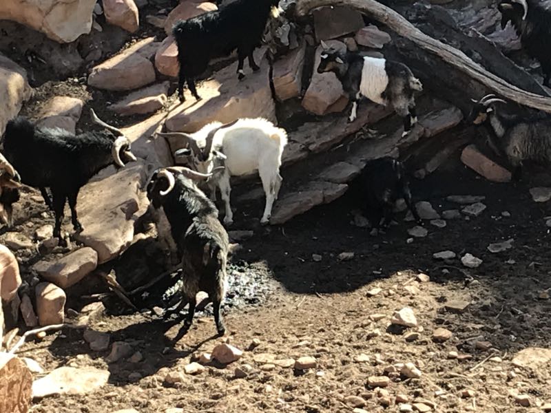 Goats squabbling at a drying soak