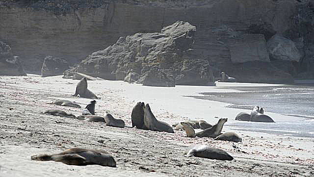 Sea-lions and cliff
