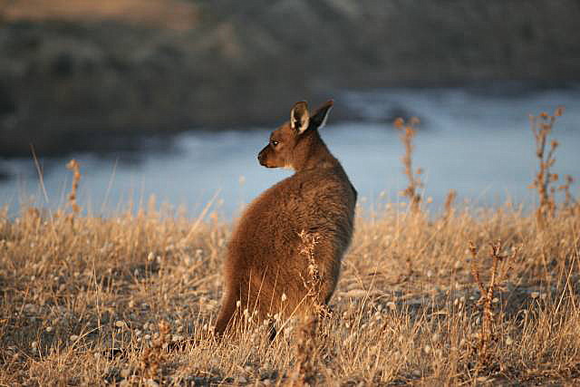 Kangaroo at Stokes Bay