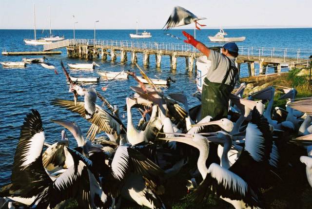 Feeding pelicans