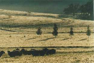 Introduced sheep, native redgums, and introduced pine trees, 
'Elysium', Armagh, Clare Valley, S. Australia
