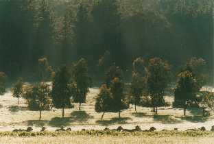 Early morning sun shining through a pine plantation onto 
young redgums and sheep, 'Elysium', Clare Valley, S. Australia