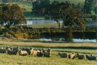 Well fed wooly sheep and full farm dams.  It's a good year at 
'Elysium' in the Clare Valley of South Australia