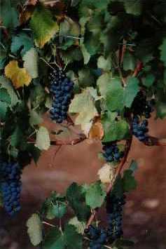 Shiraz grapes ready to pick, 'Elysium', Armagh, Clare Valley, 
S. Australia