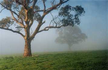 A misty morning at 'Elysium', Armagh, in the Clare Valley, 
S. Australia