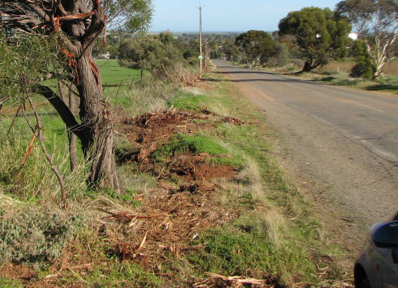 Roadside vegetation destruction