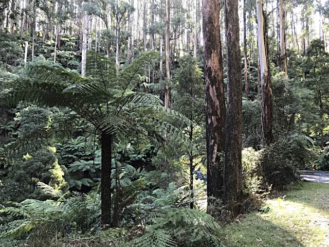 Tree ferns