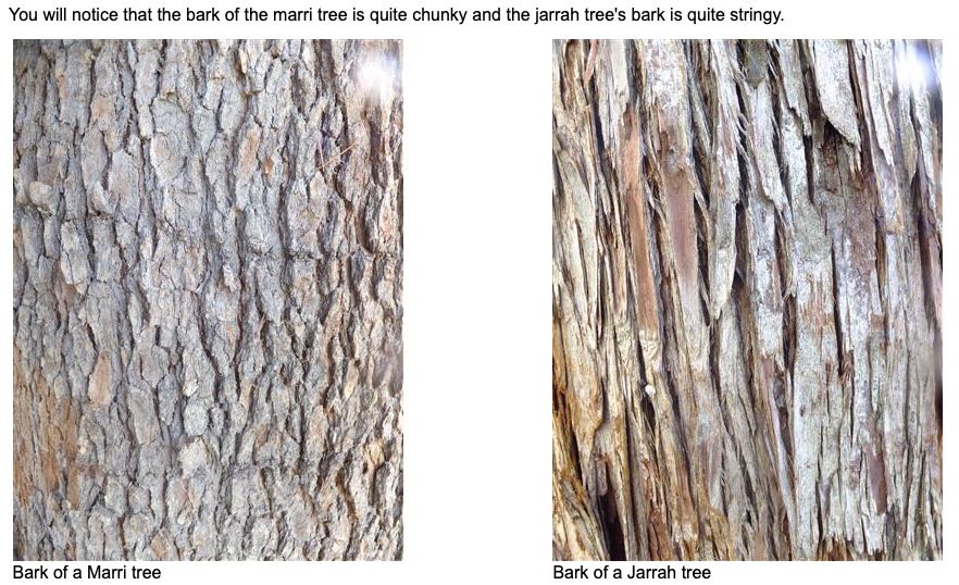 Bark textures