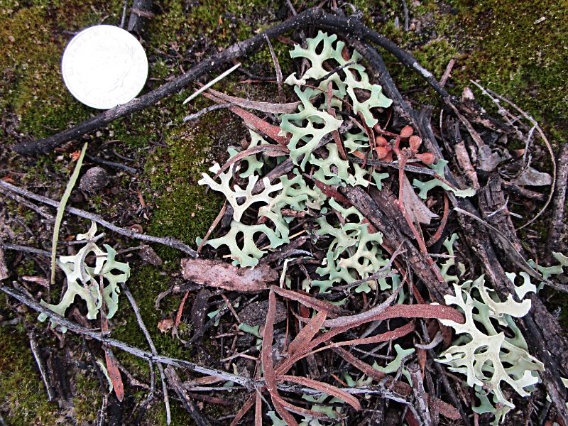 Unrooted lichen