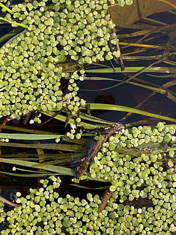 Duck weed