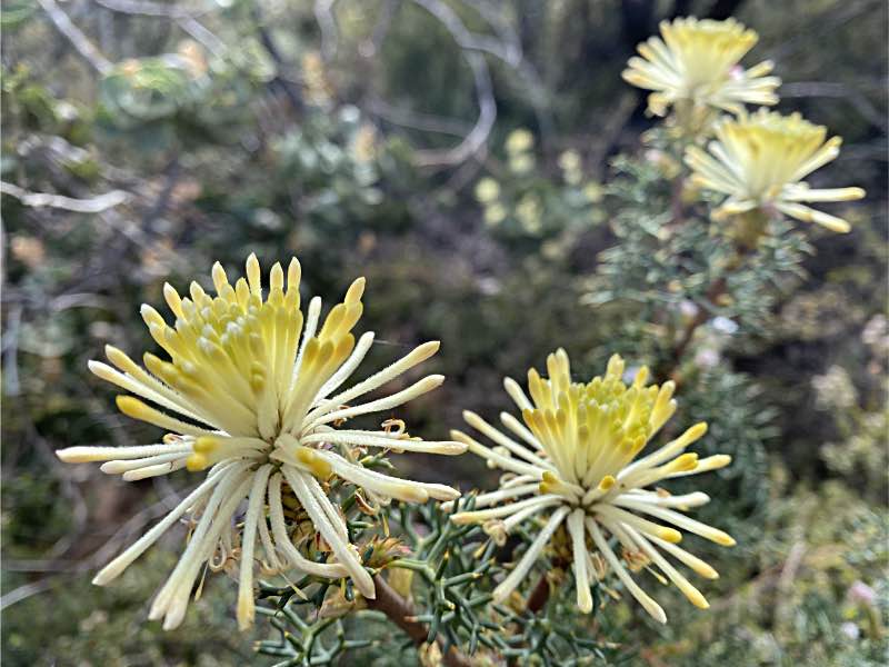 Flowers in the Stirling Range