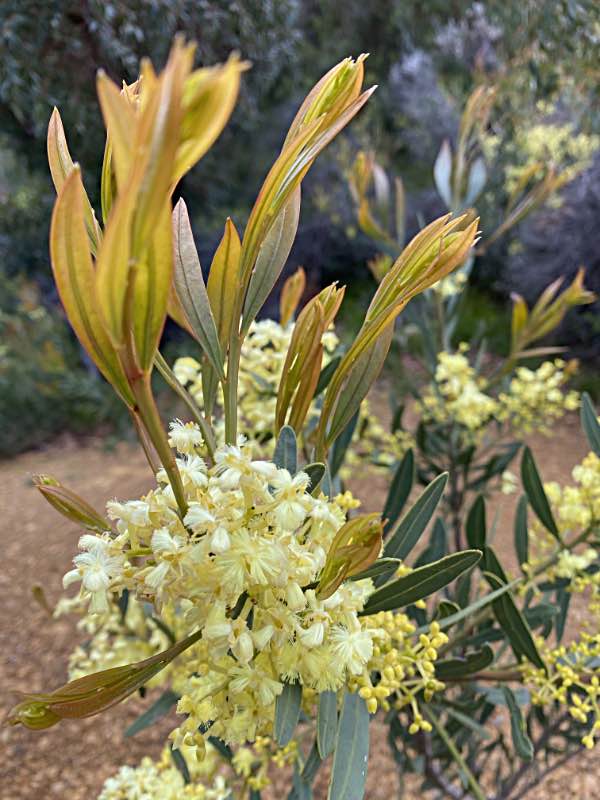 Acacia wildflowers