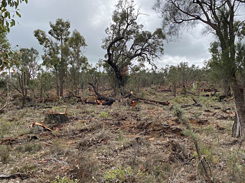 Clearing of jarrah forest