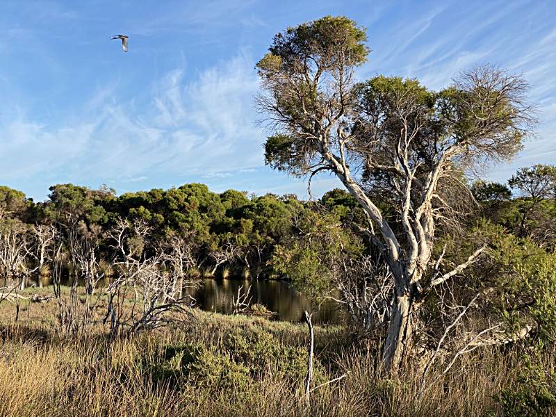 Paperbarks (<I>Melaleucas</I>), Len Howard Conservation Park