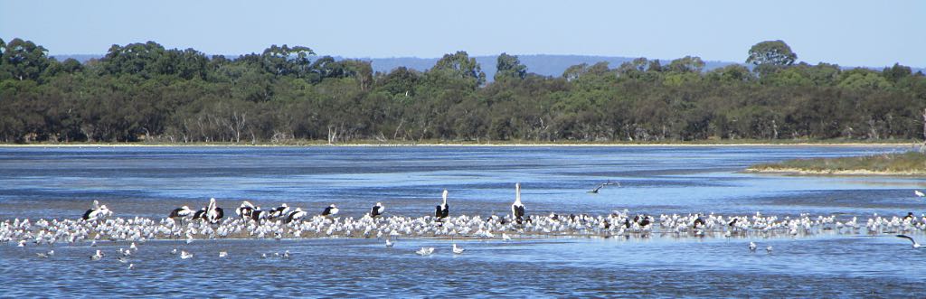 Pelicans and others