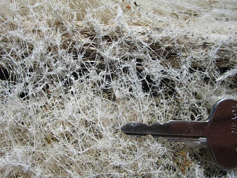 Close-up of white algae