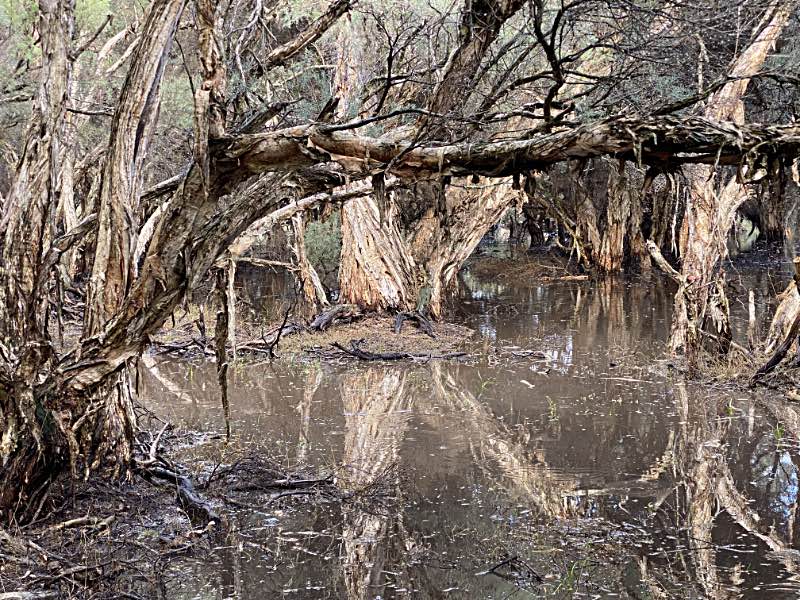 Paperbark swamp