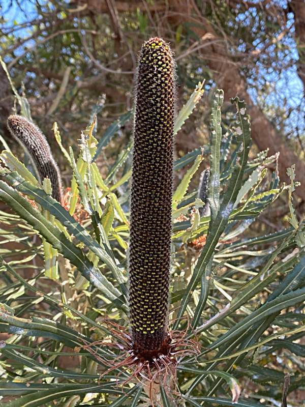 Immature Banksia flower
