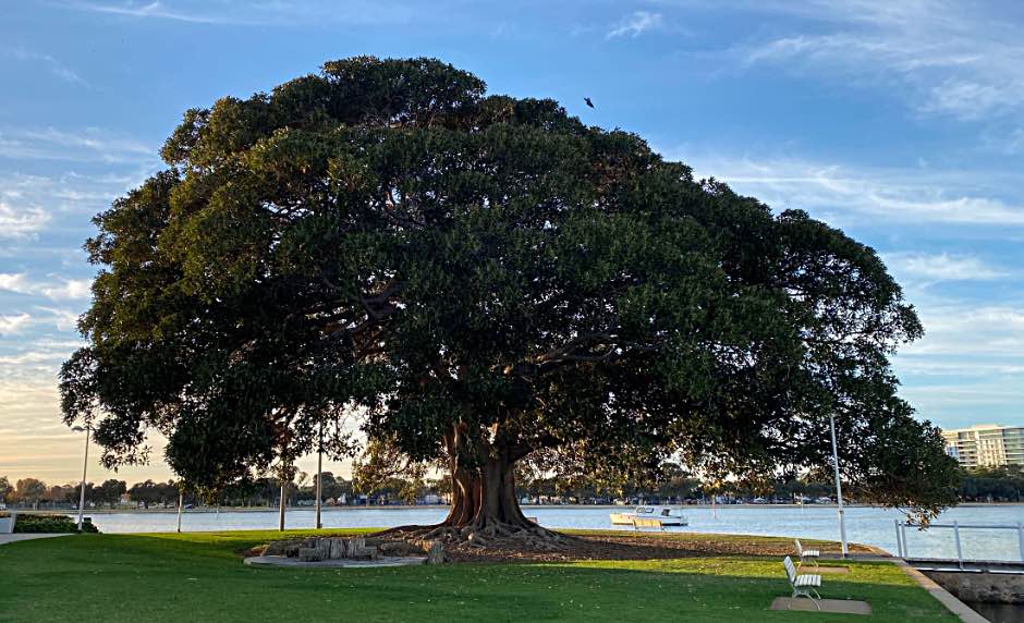 Morton Bay fig tree