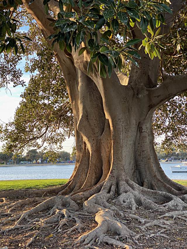 Fig tree trunk