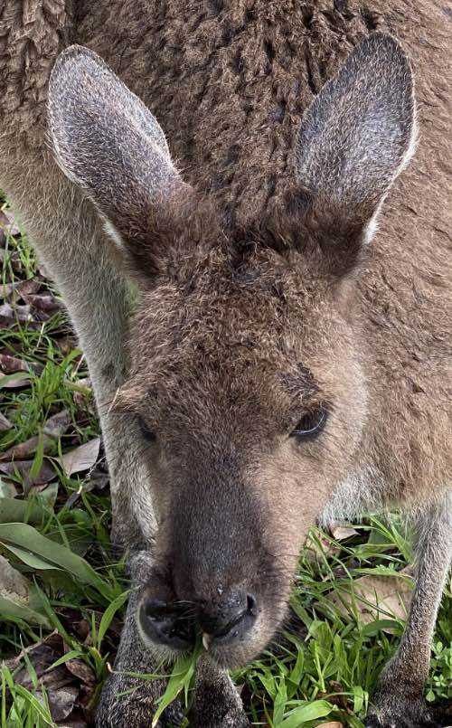 Injured kangaroo