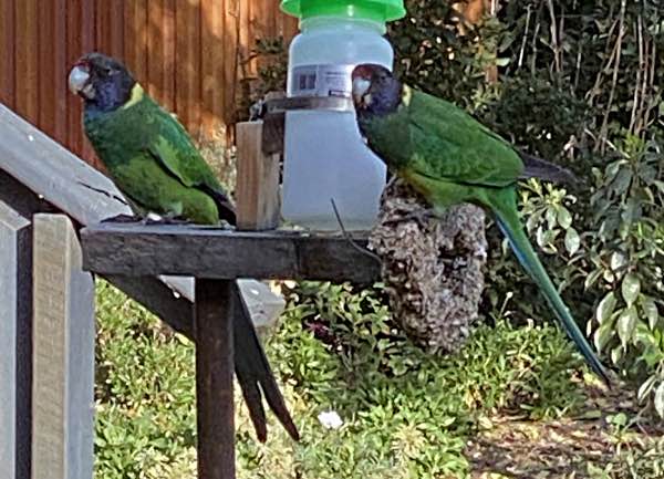 Ring-necked parrots