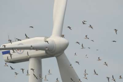 Birds and turbine