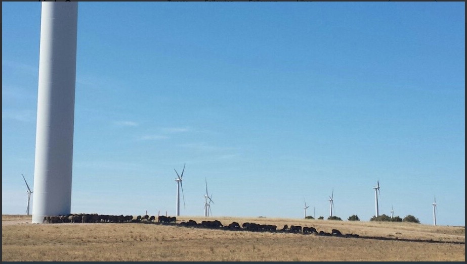 Sheep in the shadow of a wind turbine