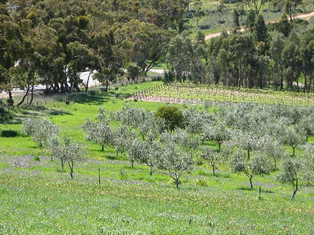 Olives and vines