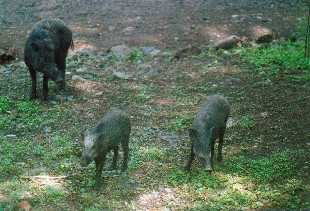 Baluran National Park, wild pigs