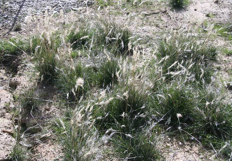 Wallaby grass