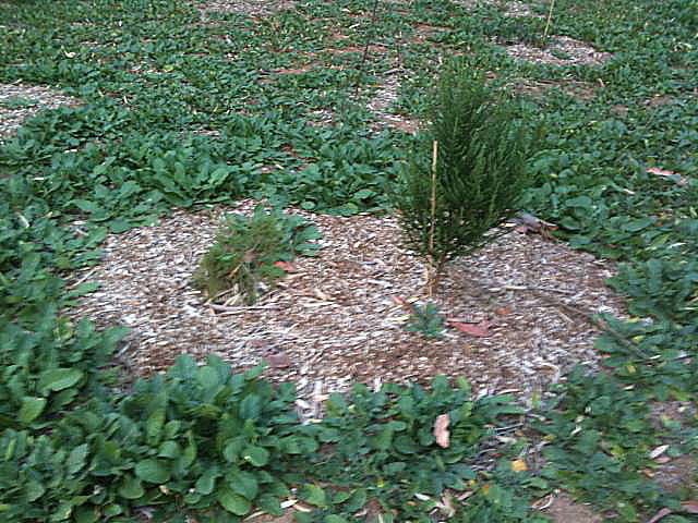 Mulched plants