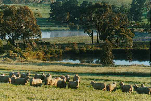 Well fed woolly sheep and a full farm dam