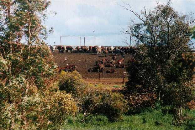Cattle in a feedlot at Clare, S. Australia