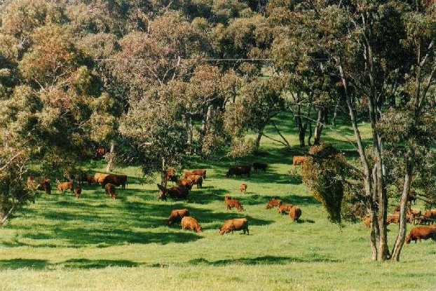 Open range cattle grazing at Clare, S. Australia