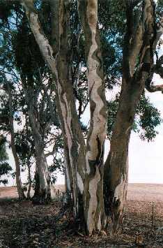 Eucalyptus leucoxilon (S.A. Blue Gum) in the Clare Hills, 
S. Aust.