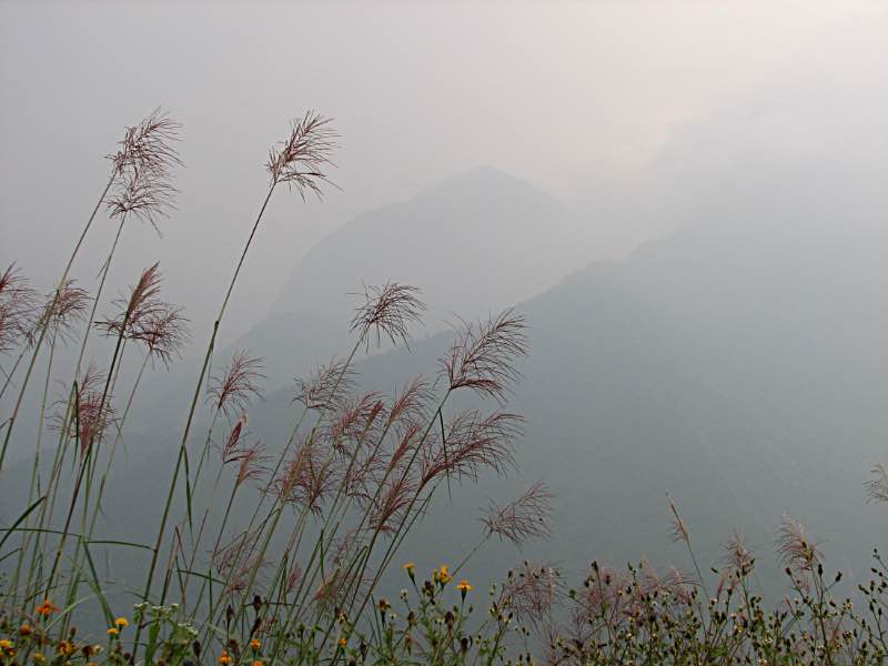 Grass flowers and smoggy mountains