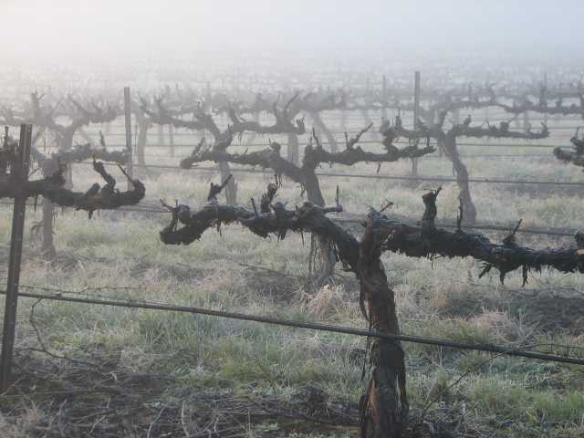 Old vines
