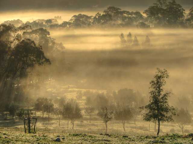 Mist in orchard