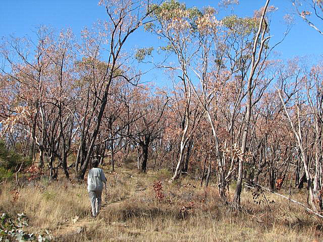 Dead red stringybark at Clare