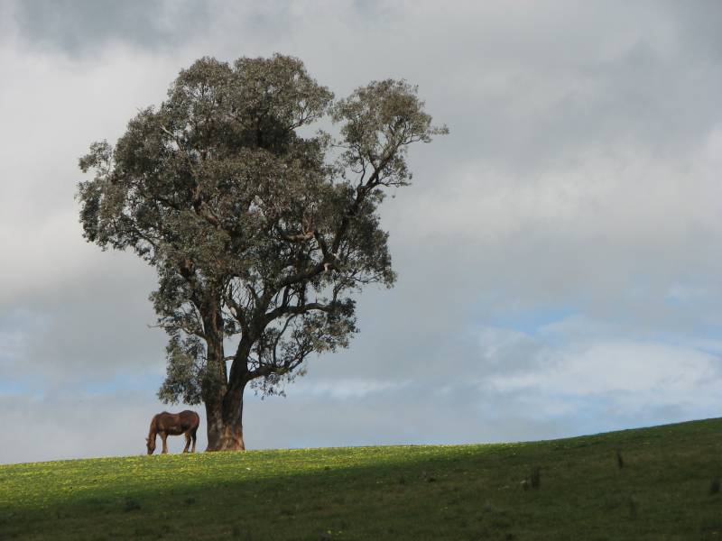 Horse and tree