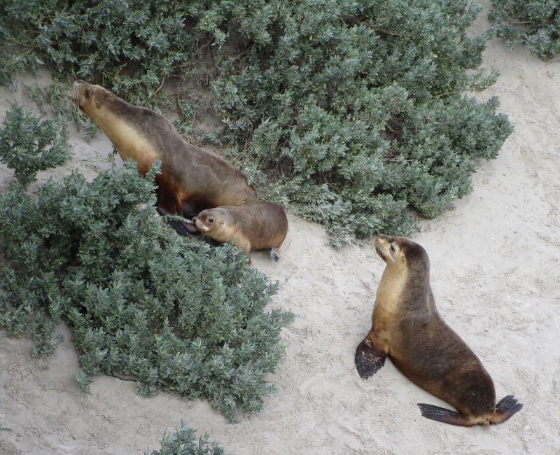 Sea lions at Seal Bay