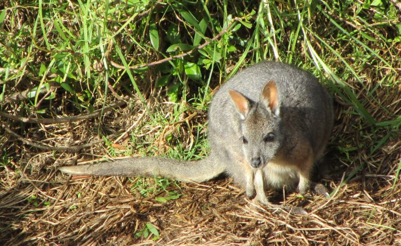 A tammar wallaby, Penneshaw Reserve