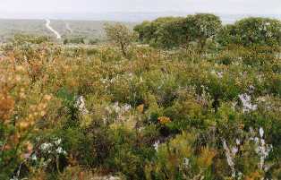 Wildflows near Eniaba, W. Australia