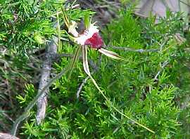 A native spider orchid, seen on a bushwalk, South Australia