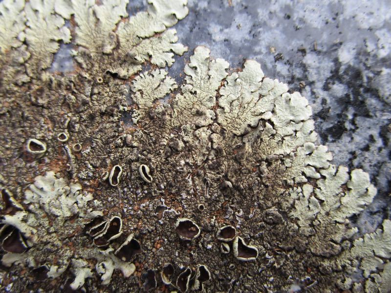 Lichen with spore sacks