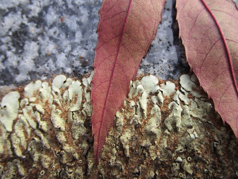 Lichen on headstone