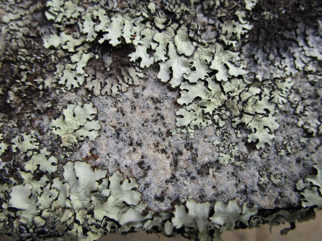 Lichen on headstone
